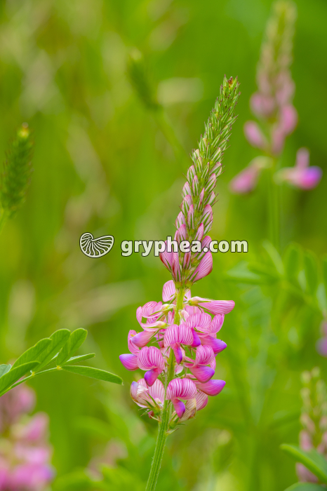 Sainfoin (Onobrychis viciifolia, Fabacée ou Légumineuse) - gryphea.org
